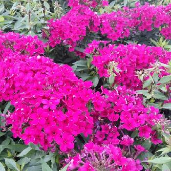 Флокс Phlox paniculata ‘Early Cerise’